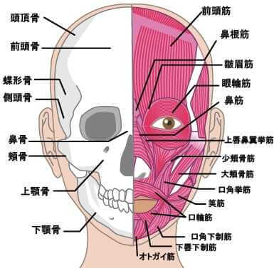 顔筋肉_optimized